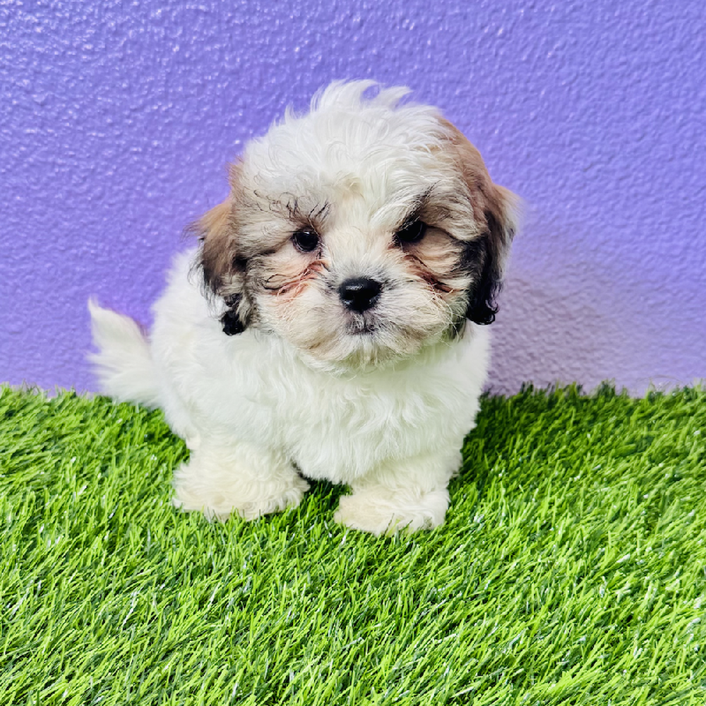 carousel pet images