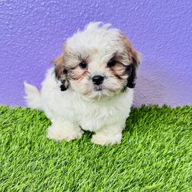 Shizapoo