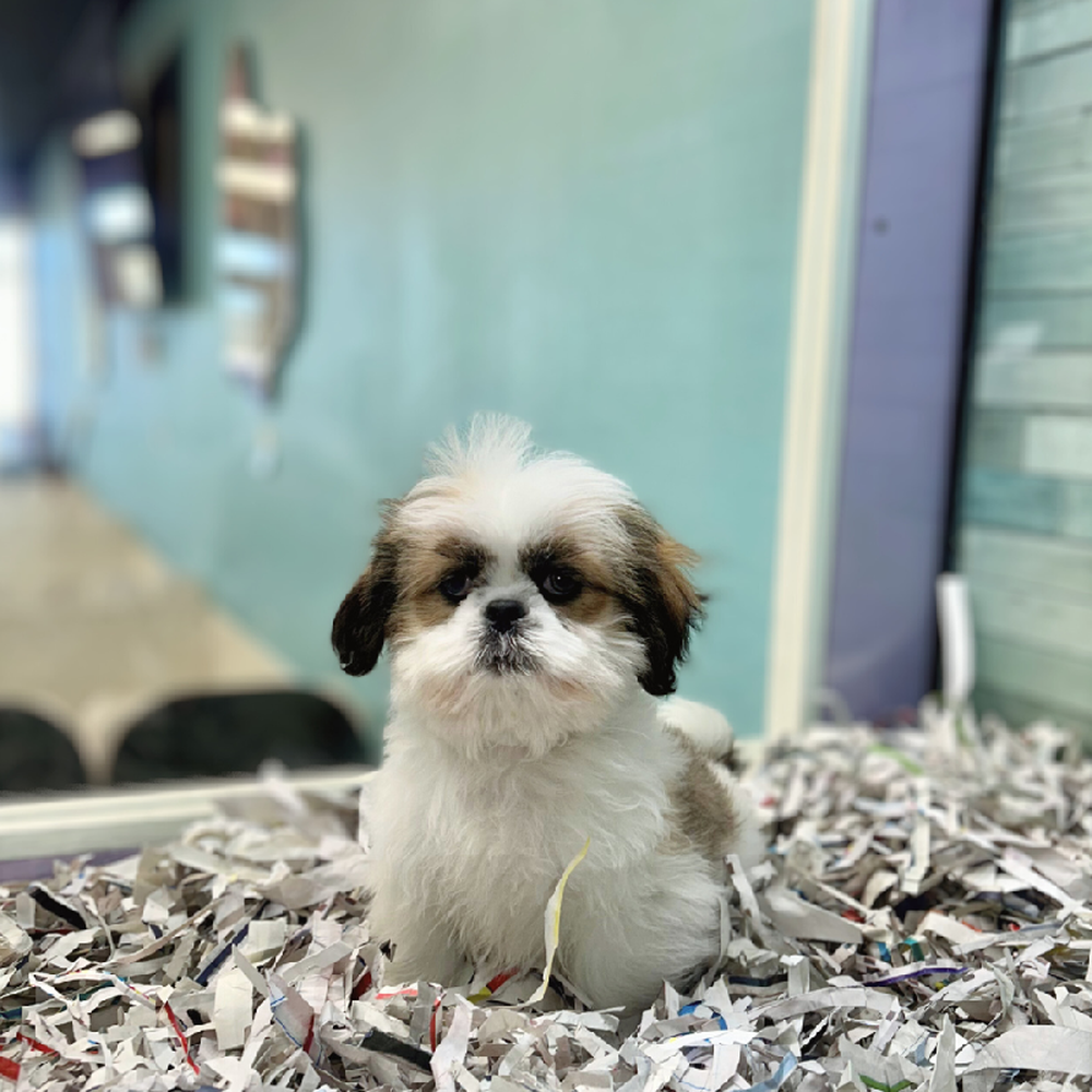carousel pet images