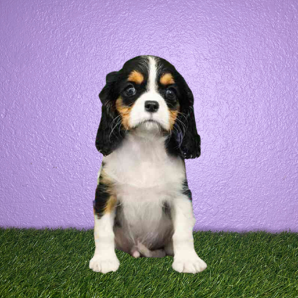 carousel pet images