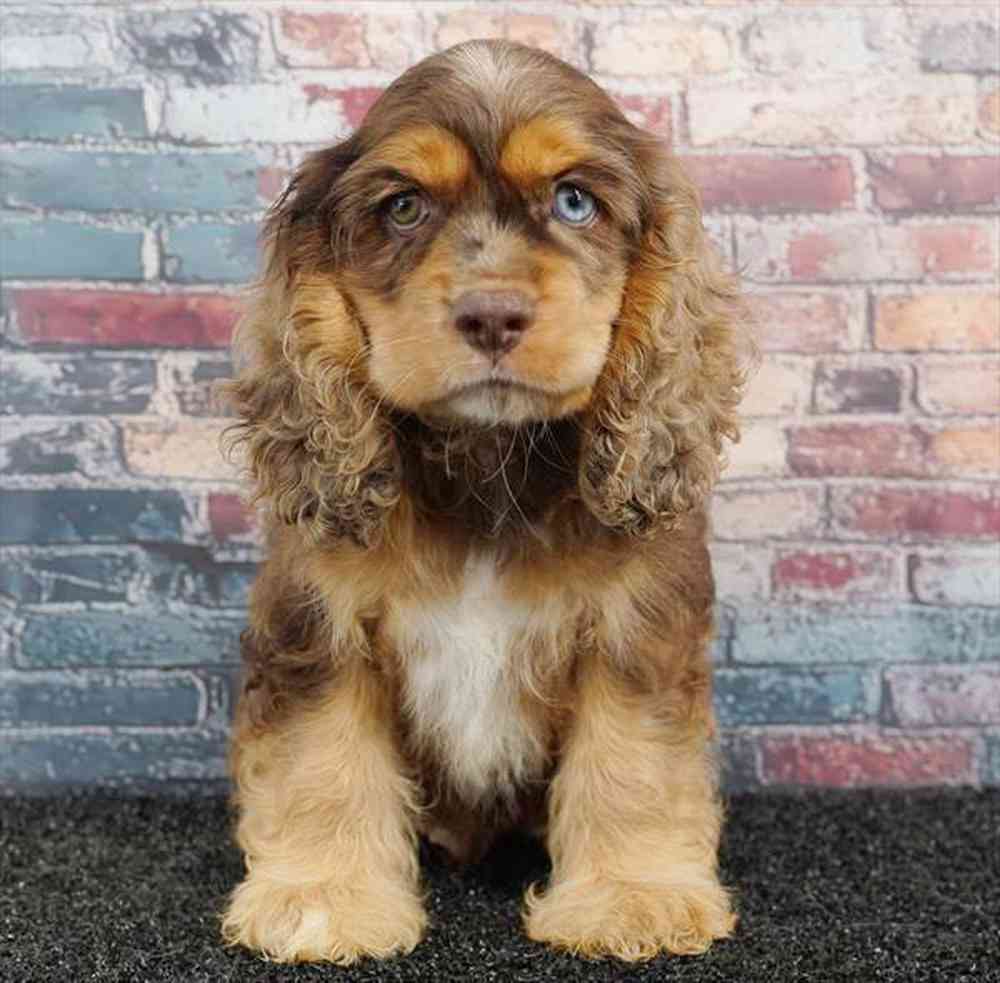 carousel pet images