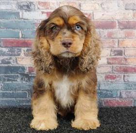 Cocker Spaniel