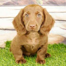Dachshund