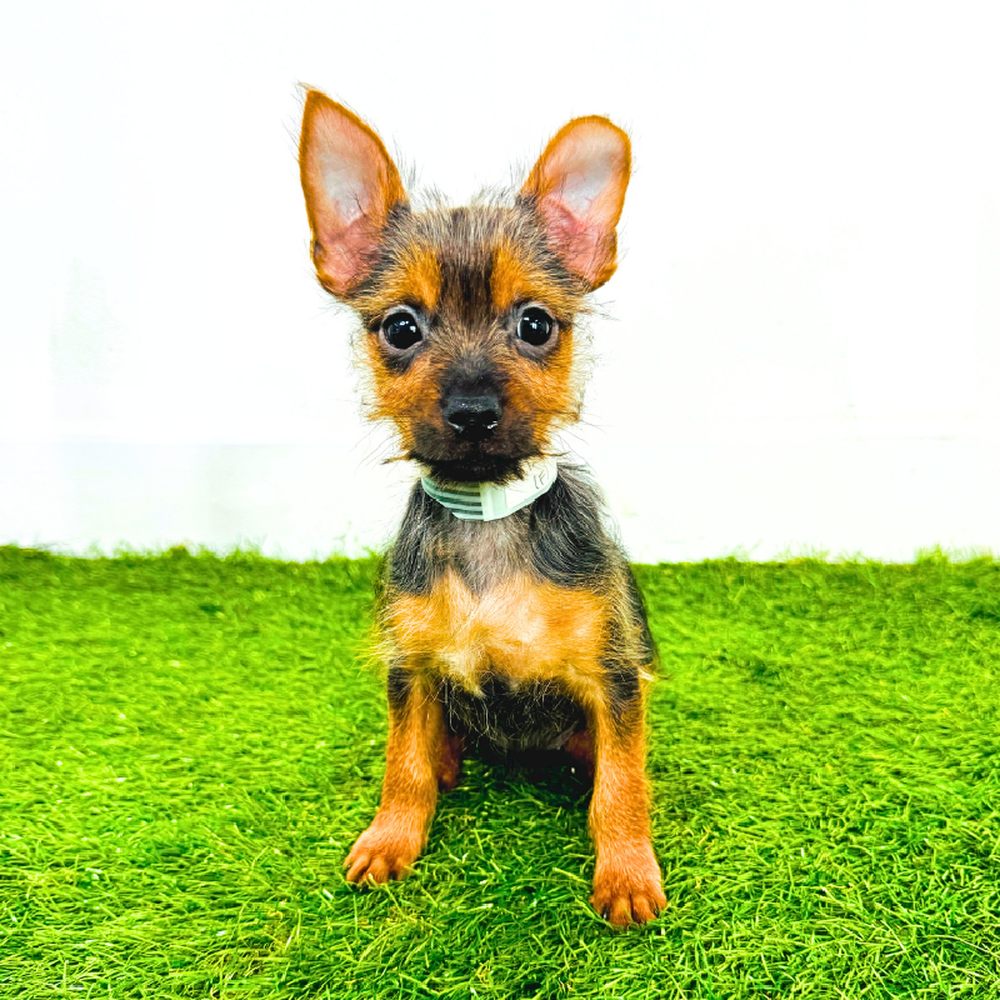 carousel pet images