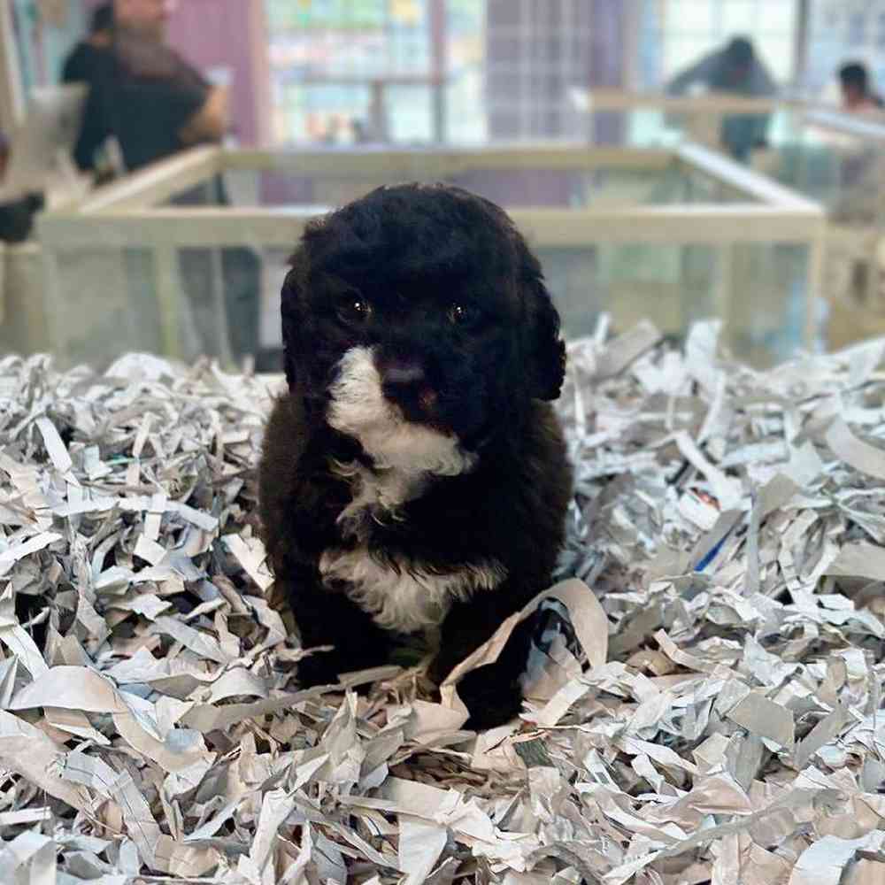 carousel pet images