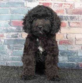 Cavapoo