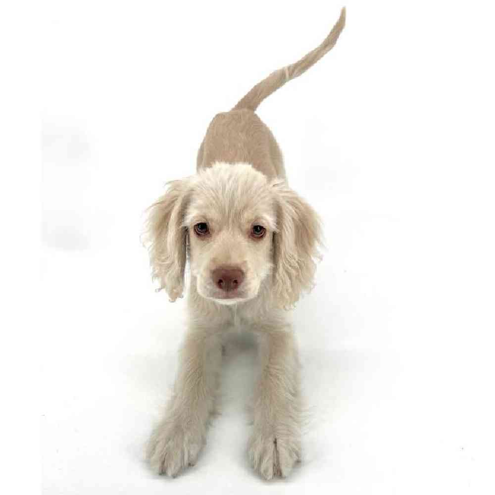 Female Cockapoo Puppy for Sale in Tolleson, AZ