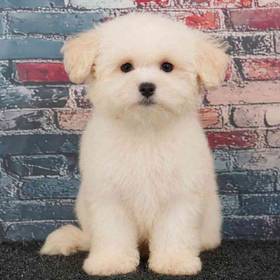 Maltipoo