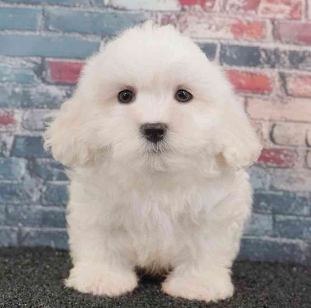 carousel pet images