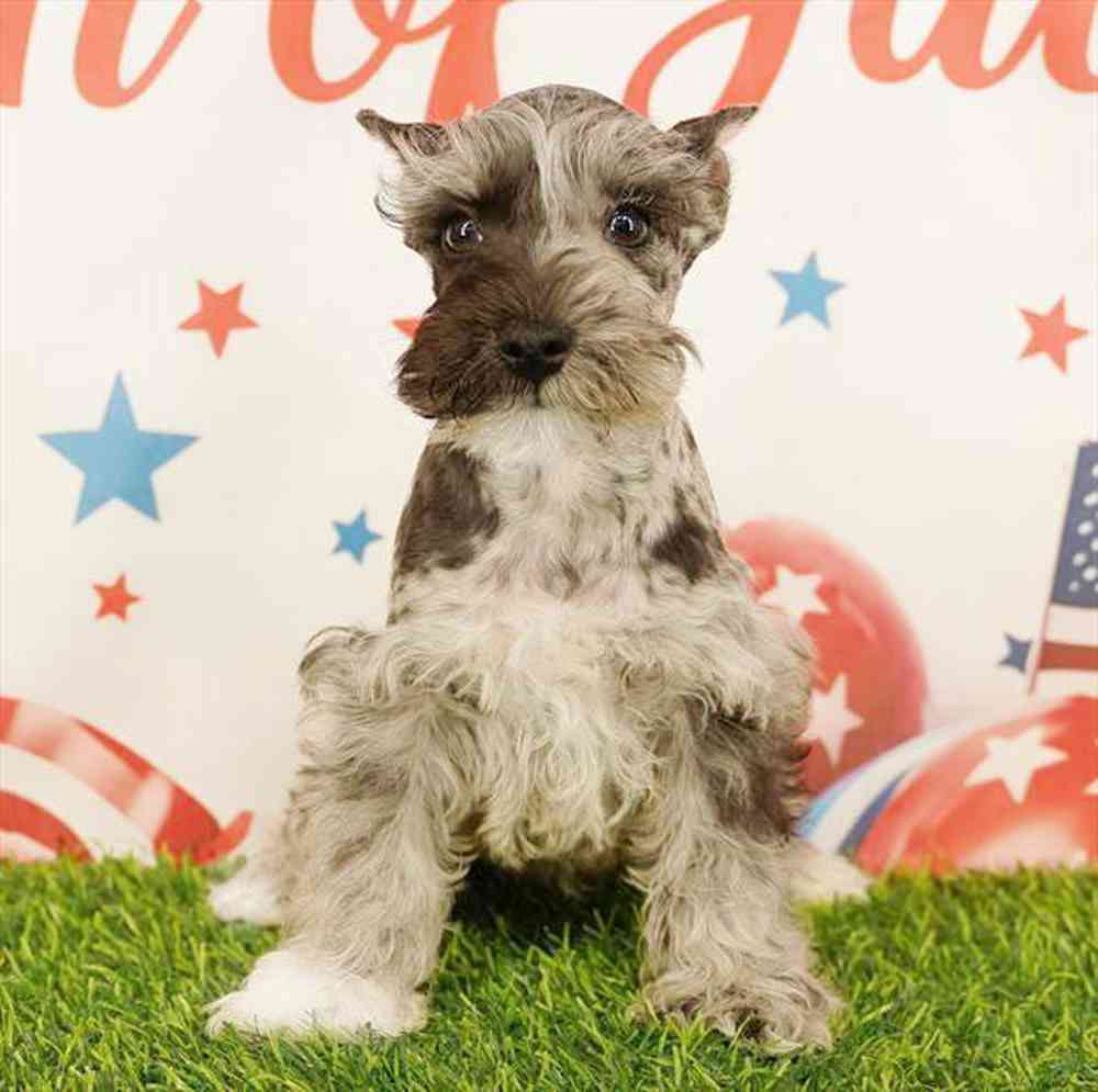 carousel pet images