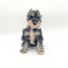 Mini Schnauzer
