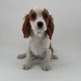 Cavalier King Charles Spaniel