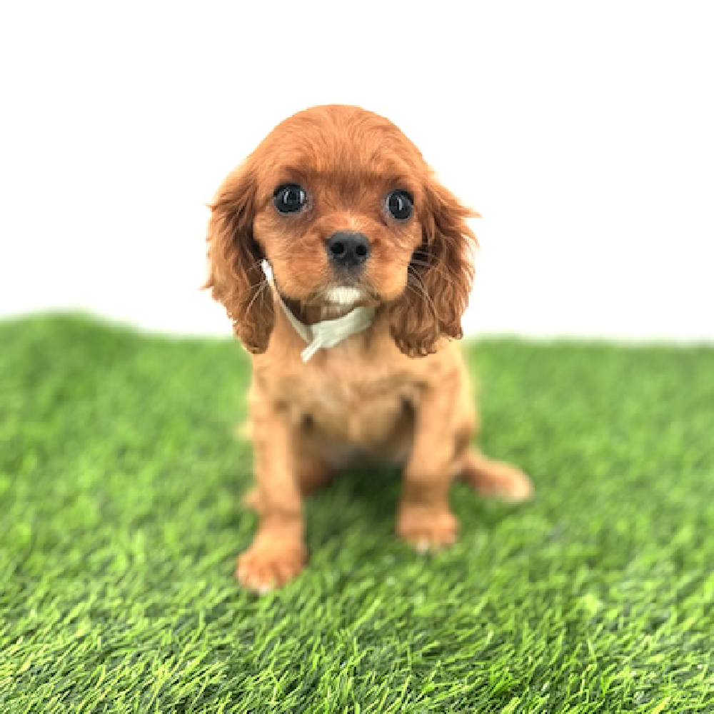 carousel pet images