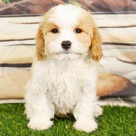 Cavachon