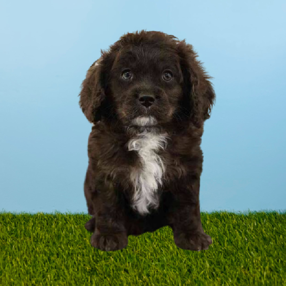 carousel pet images