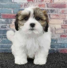 Teddy Bear