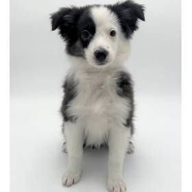 Mini Australian Shepherd