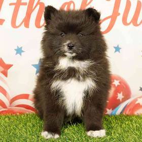 2nd Gen Pomsky