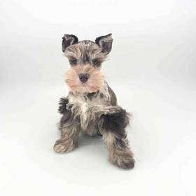 Mini Schnauzer