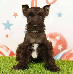 Mini Schnauzer