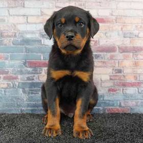 Rottweiler