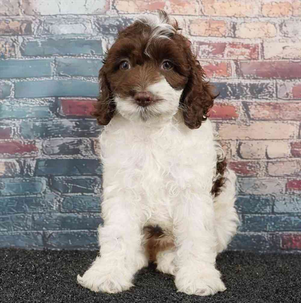 carousel pet images