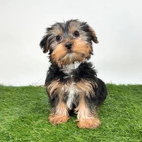 Yorkie