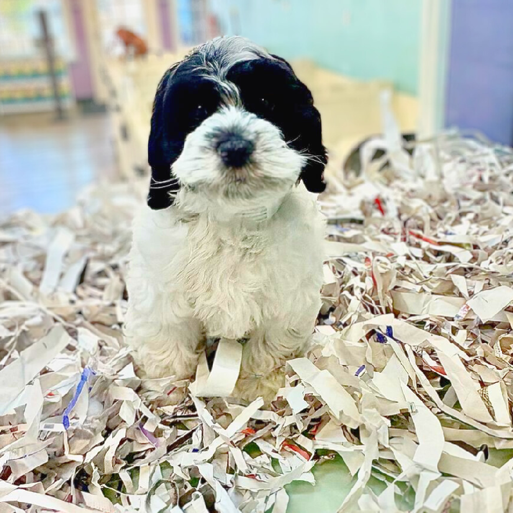 carousel pet images