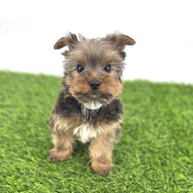 Yorkie