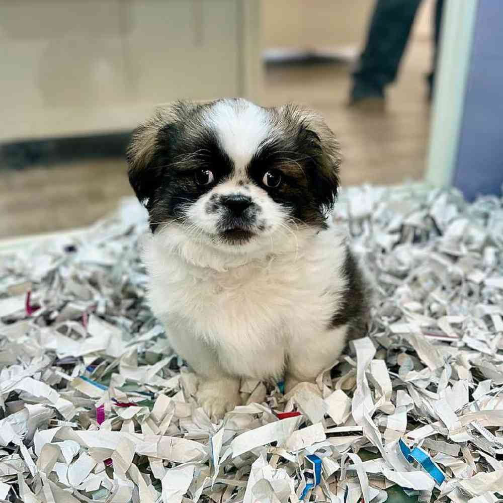 Image of a pet breed in the gallery