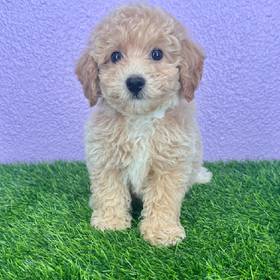 Bichapoo