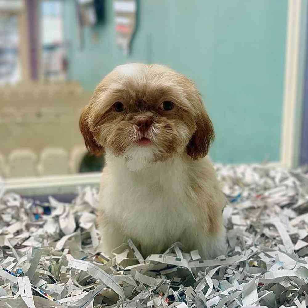 carousel pet images
