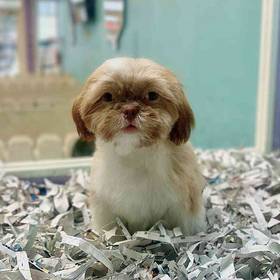 Shih Tzu