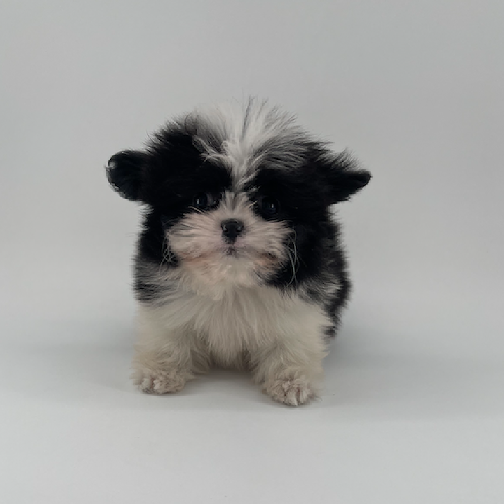 carousel pet images
