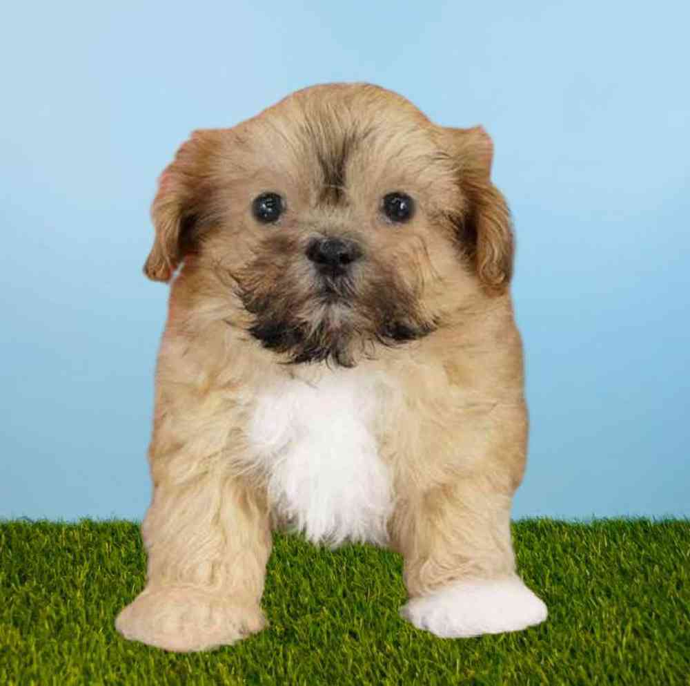 carousel pet images
