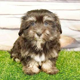 Havanese