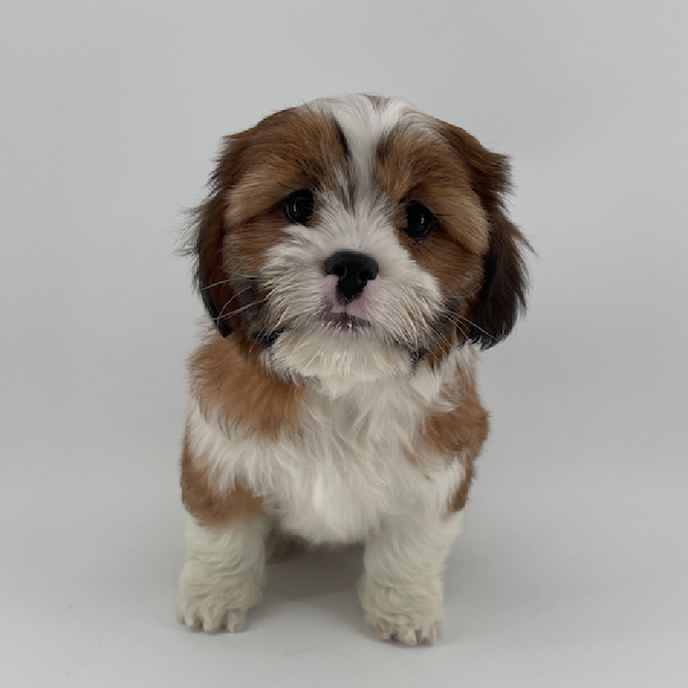 carousel pet images