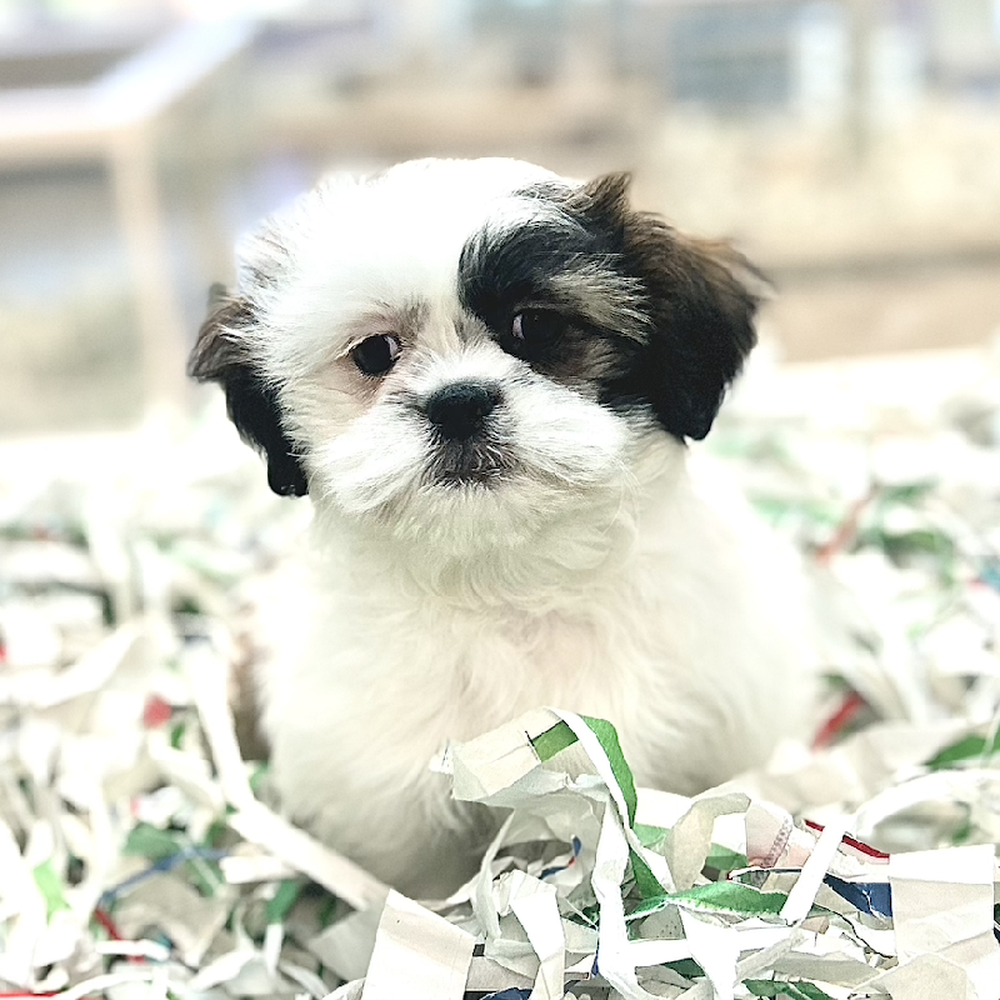 carousel pet images