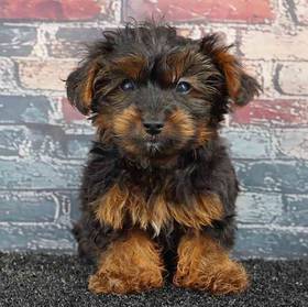 Yorkie-Poo