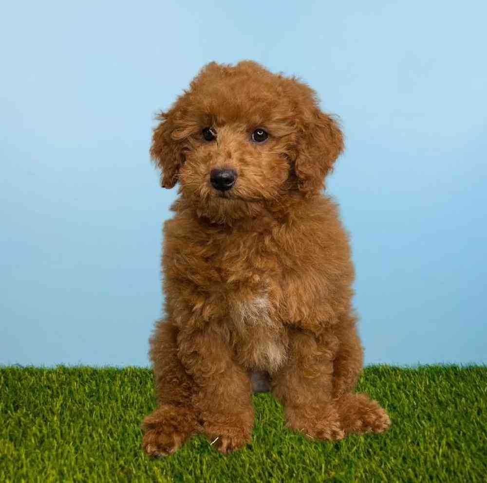 carousel pet images