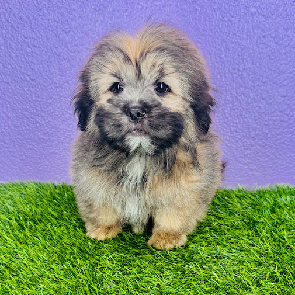 carousel pet images