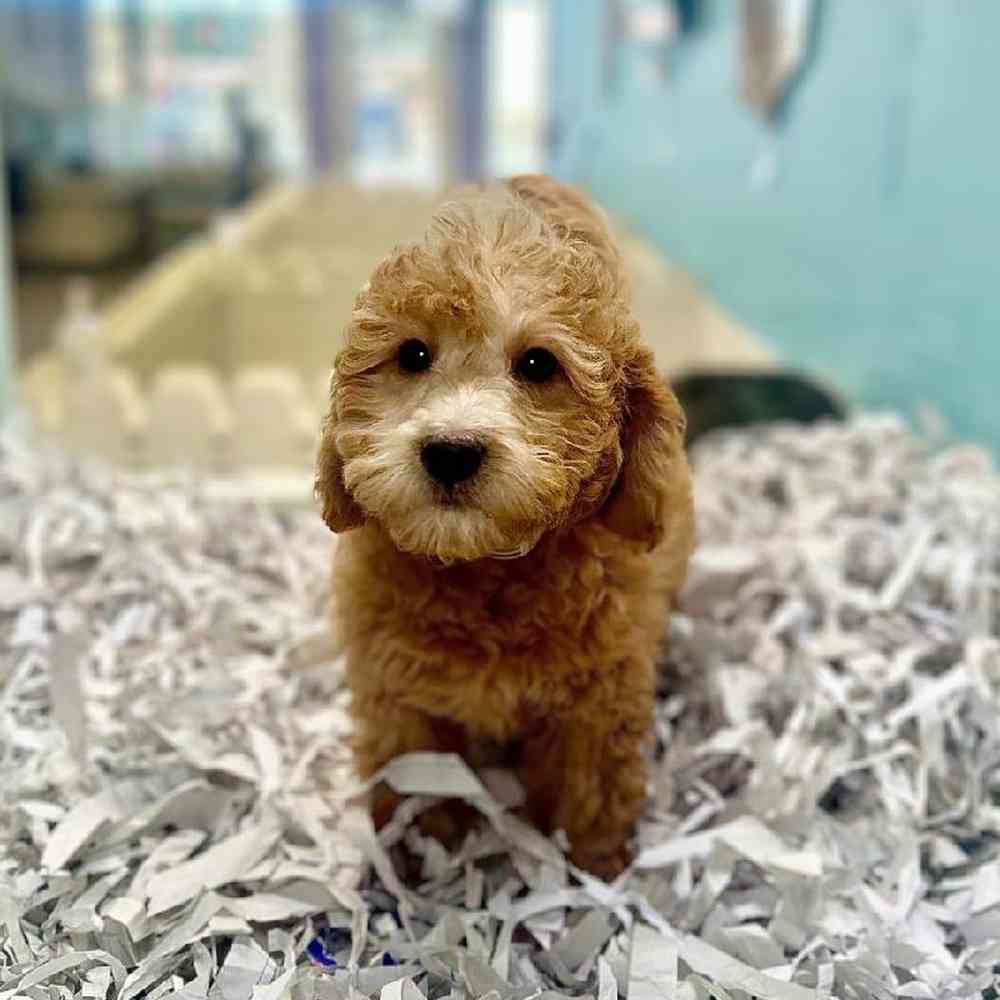 carousel pet images