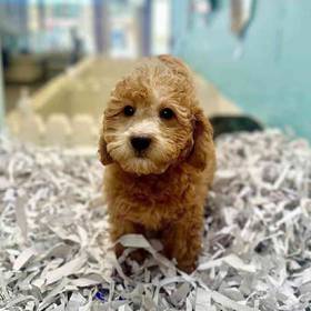 2nd Gen Mini Goldendoodle