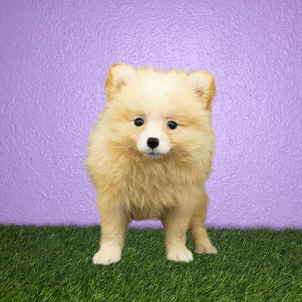 carousel pet images