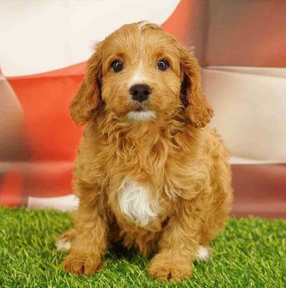 carousel pet images