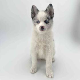 2nd Gen Pomsky