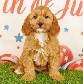 Cavapoo