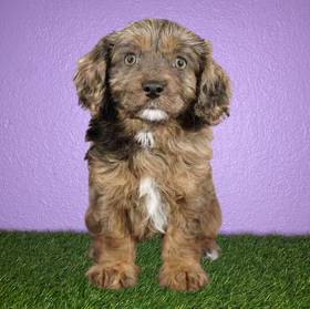 Cavapoo