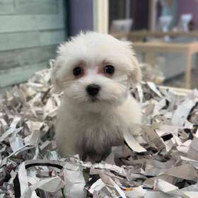 Maltese