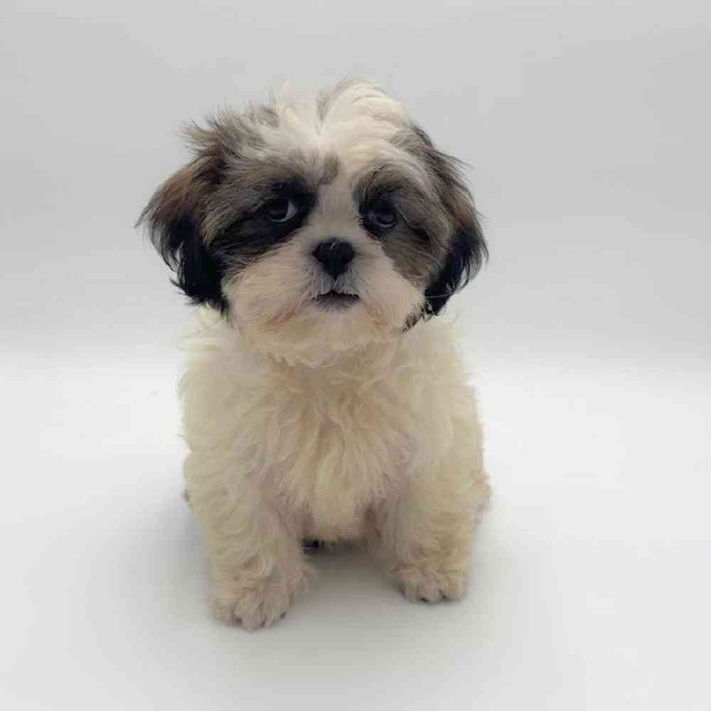 Image of a pet breed in the gallery